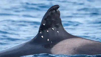 España investiga el presunto tiroteo contra una orca "abuela" en peligro de extinción España investiga el presunto tiroteo contra una orca "abuela" en peligro de extinción