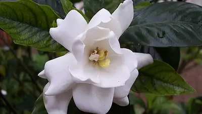 gardenia gardenia