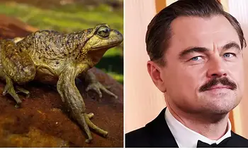 DiCaprio advierte sobre el riesgo de extinción de una rana que habita en Sudamérica | Animales