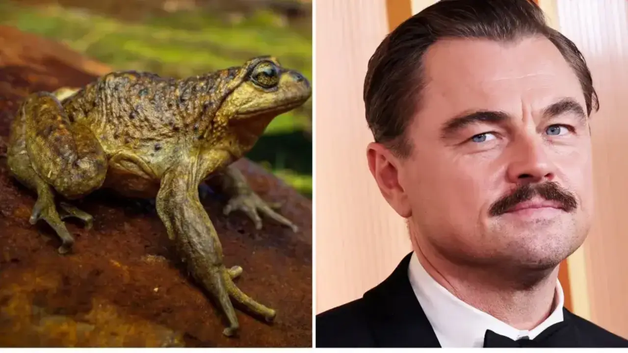 Leonardo DiCaprio y ranita mendocina.