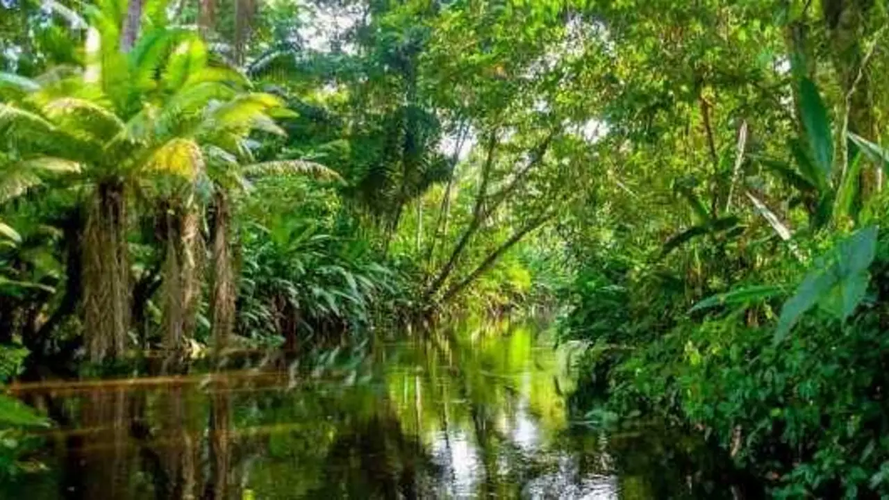 Amazonas.