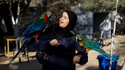 En un zoológico de Gaza, la guerra también pasa factura a los animales En un zoológico de Gaza, la guerra también pasa factura a los animales