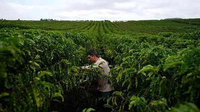 Por qué un súper El Niño deja especialmente expuestas a las materias primas tropicales Por qué un súper El Niño deja especialmente expuestas a las materias primas tropicales