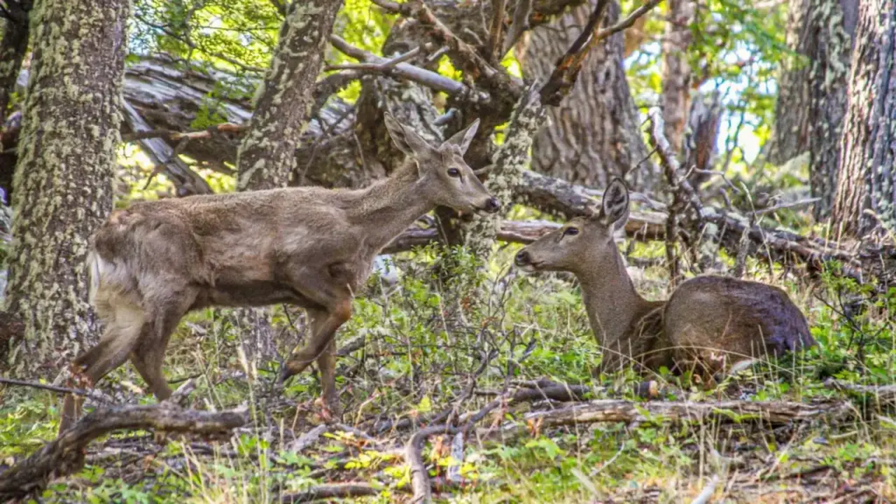 Huemul
