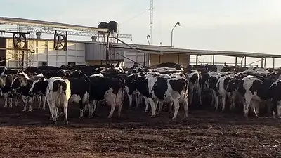 Alerta por el cierre de tambos en Santa Fe: "Dedíquese a otra cosa" Alerta por el cierre de tambos en Santa Fe: "Dedíquese a otra cosa"