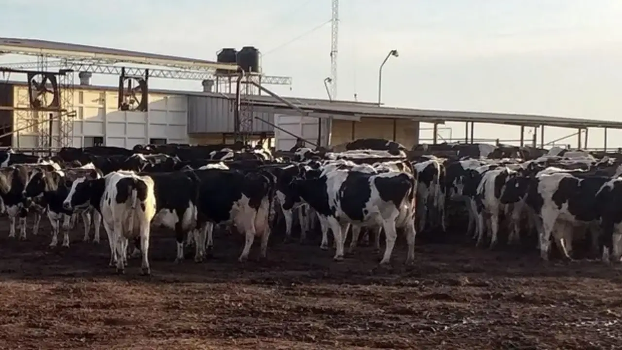 Alerta por el cierre de tambos en Santa Fe: "Dedíquese a otra cosa"