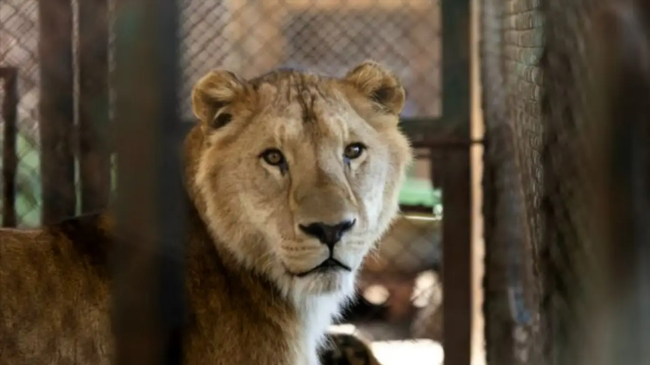 Tras años de cautiverio: así fue el viaje a África de los 15 leones y tigres rescatados del zoo de Luján