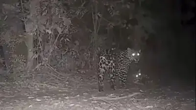 Volvió a aparecer después de 10 años en Misiones: cámaras registran un importante animal en peligro de extinción con su cría Volvió a aparecer después de 10 años en Misiones: cámaras registran un importante animal en peligro de extinción con su cría