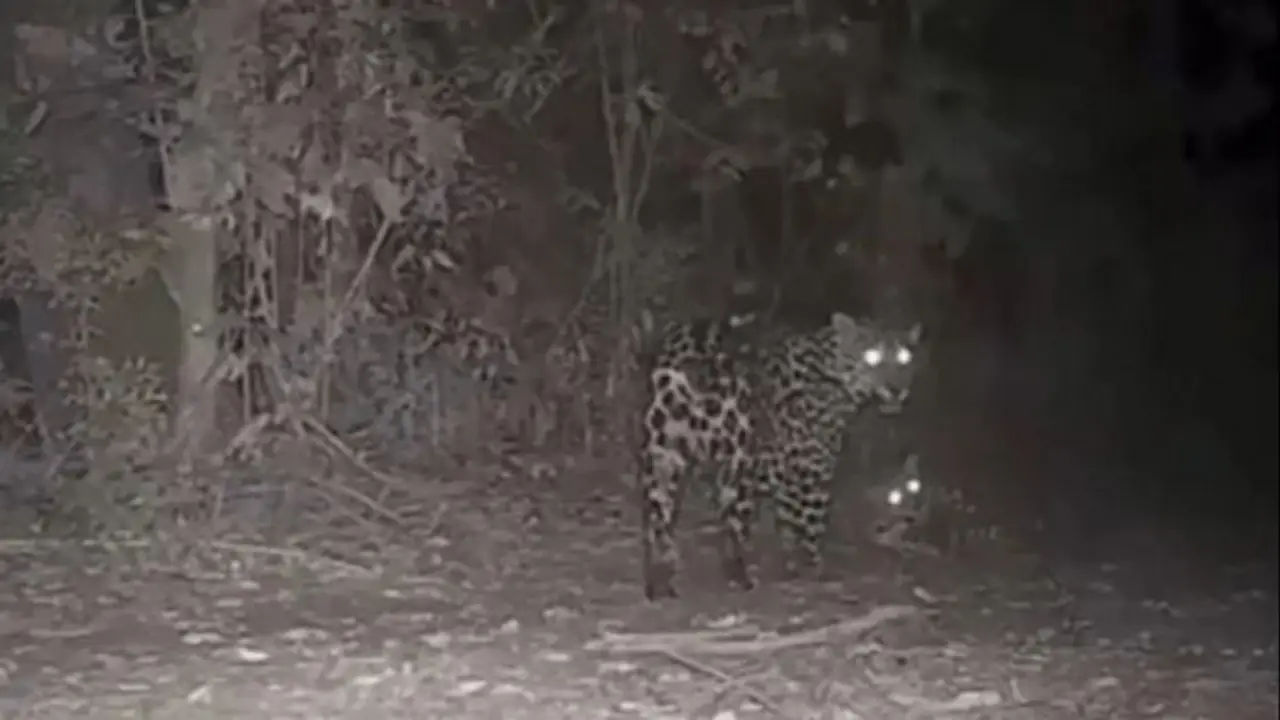 Volvió a aparecer después de 10 años en Misiones: cámaras registran un importante animal en peligro de extinción con su cría