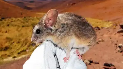 Ratón orejón andino. Ratón orejón andino.