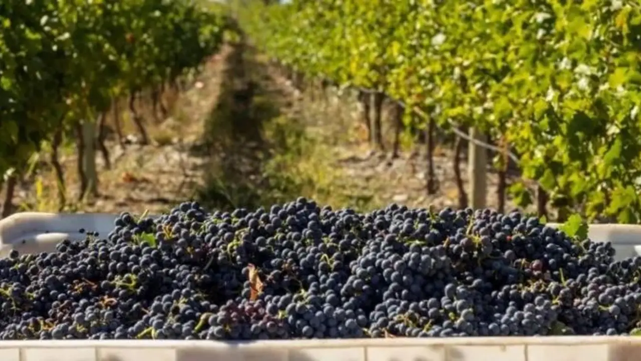 Productores vitivinícolas de La Rioja advierten por el impacto del ajuste nacional: “No nos dan condiciones"