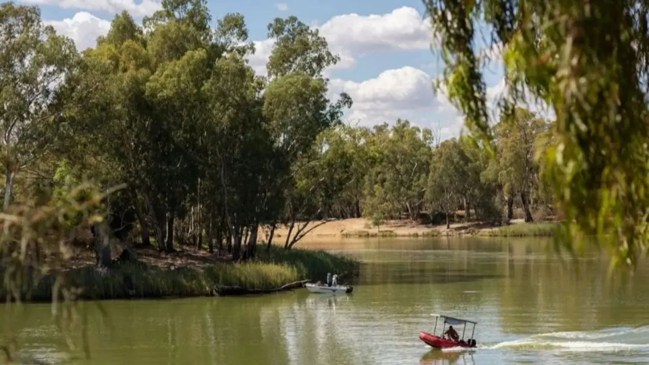 Volvieron después de décadas: 4.450 troncos en un río hicieron que reviva un ecosistema entero con peces