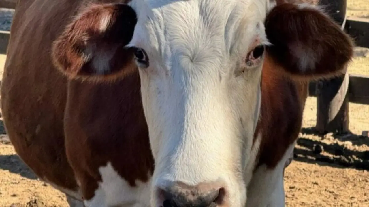 La encontraron herida y abandonada en un campo inundado: hoy es una de las vacas más queridas de Escobar