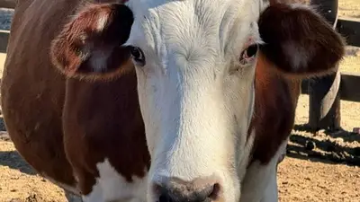 La encontraron herida y abandonada en un campo inundado: hoy es una de las vacas más queridas de Escobar La encontraron herida y abandonada en un campo inundado: hoy es una de las vacas más queridas de Escobar
