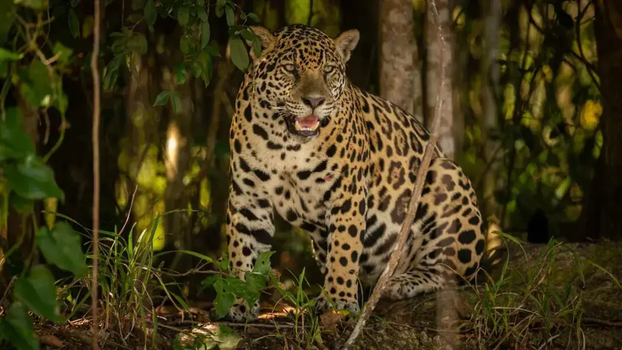 Yaguareté.
