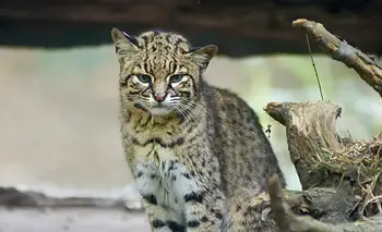 Dos felinos amenazados fueron captados en la reserva Villavicencio | Animales