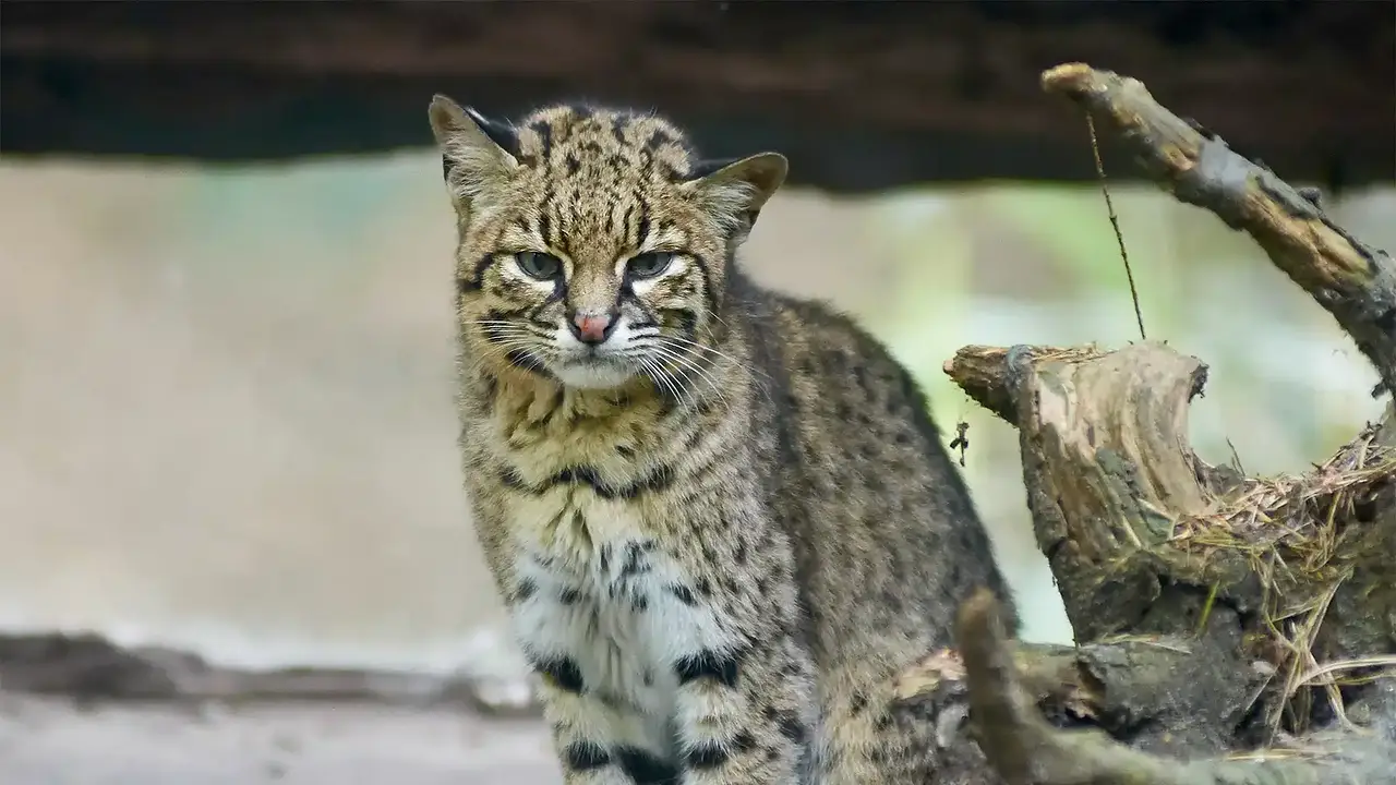 Gato andino.