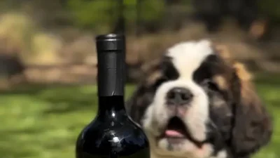 Iniciativa solidaria: el novedoso vino mendocino que se vende para financiar rescates de animales Iniciativa solidaria: el novedoso vino mendocino que se vende para financiar rescates de animales