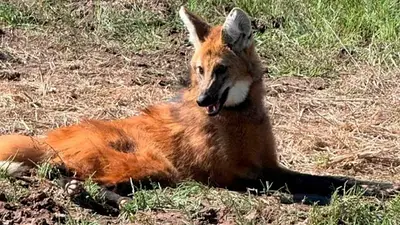 Inesperada visita: un aguará guazú fue hallado en una gomería Inesperada visita: un aguará guazú fue hallado en una gomería