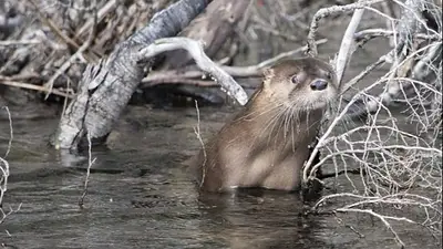 Volvieron después de 40 años a Los Alerces: el animal en peligro de extinción que reapareció en el parque nacional Volvieron después de 40 años a Los Alerces: el animal en peligro de extinción que reapareció en el parque nacional