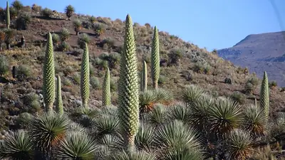 Cómo es la puya raimondii, la planta que habita en el desierto y tarda en florecer 100 años, pero tiene una de las flores más lindas del mundo. Cómo es la puya raimondii, la planta que habita en el desierto y tarda en florecer 100 años, pero tiene una de las flores más lindas del mundo.