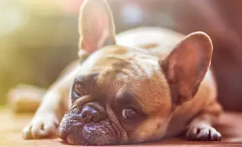 El veterinario que alerta: normalizar perros con problemas no es amor por ellos | Animales