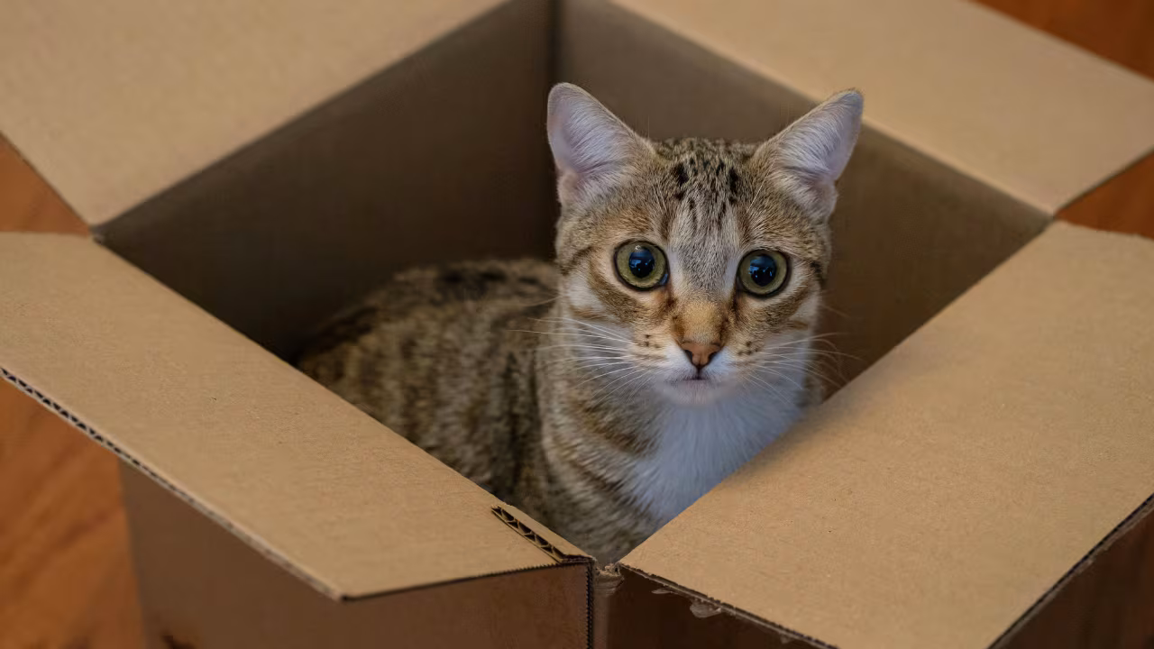 Los veterinarios coinciden: “El mejor juguete para un gato es una caja de cartón" | Mascotas