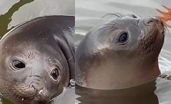 Francisca, la elefanta marina nacida en Uruguay, reapareció sana | Animales