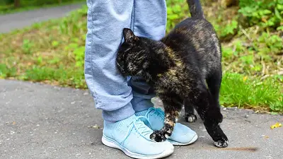Gato rascándose contra persona. Gato rascándose contra persona.