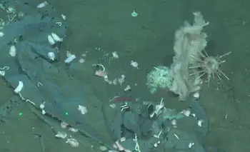 Un robot exploró el Mar Argentino a 4000 metros de profundidad y halló algo impactante | Ciencia 