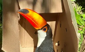 Rescataron a un tucán que deambulaba por las calles: así fue devuelto a su hábitat | Animales