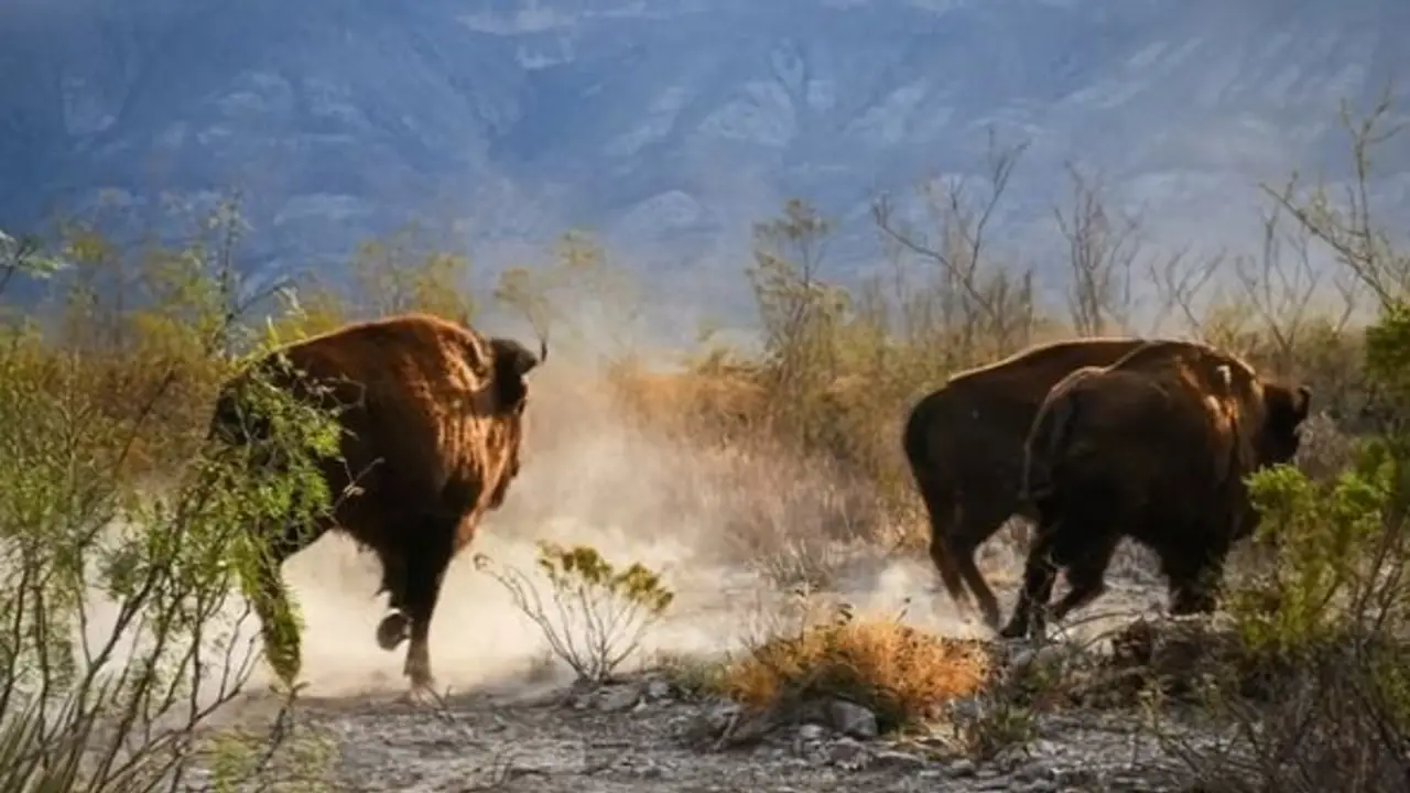 Reintrodujeron 47 bisontes tras 100 años de extinción y provocaron un milagro ecológico impensado