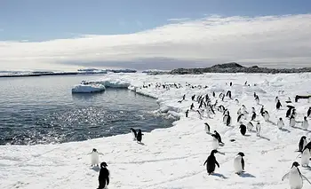 Diseñaron en Chile un traje de cobre y zinc para acelerar la curación de pingüinos heridos | Chile