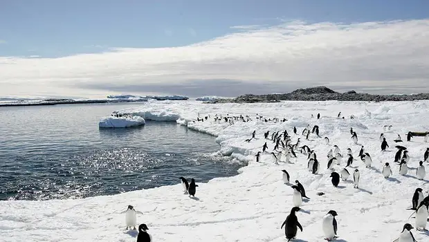 Diseñaron en Chile un traje de cobre y zinc para acelerar la curación de pingüinos heridos | Chile