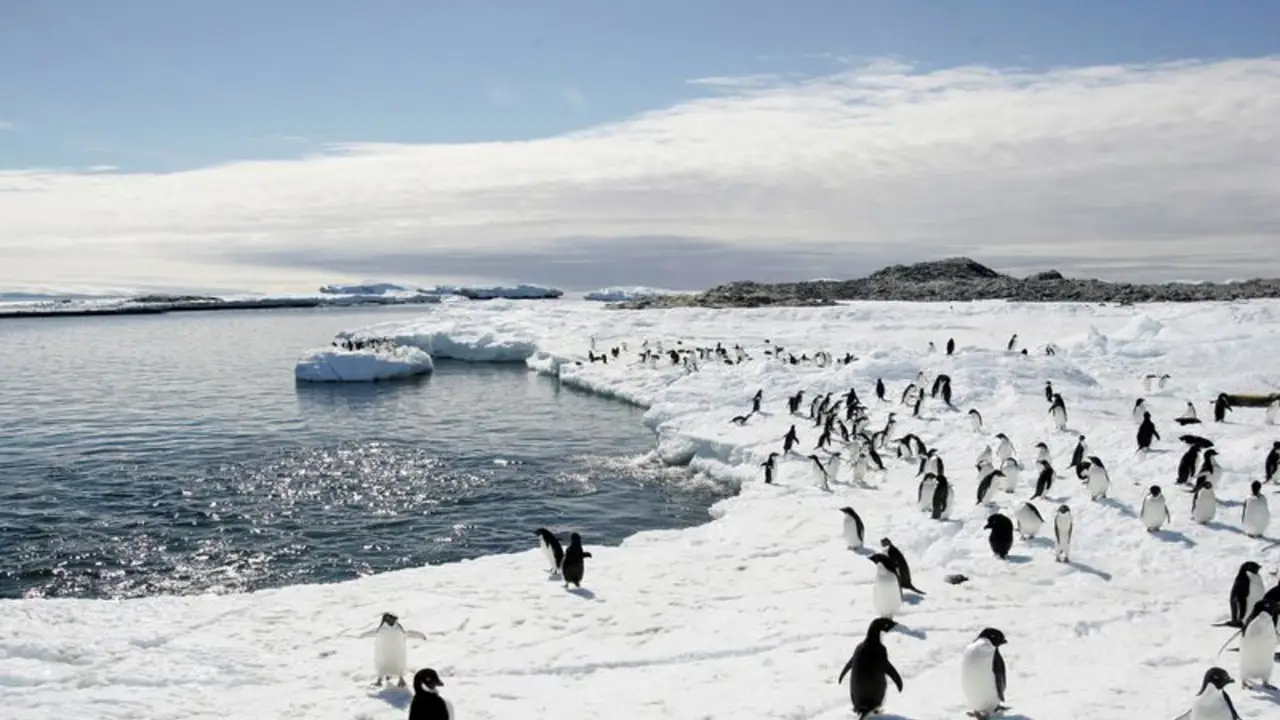 Diseñaron en Chile un traje de cobre y zinc para acelerar la curación de pingüinos heridos