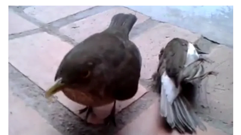 Video: Un pájaro despide a su compañero que se estrelló contra un vidrio