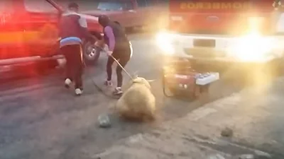En plena baja del consumo de carne, vecinos platenses saquearon un camión de cerdos En plena baja del consumo de carne, vecinos platenses saquearon un camión de cerdos