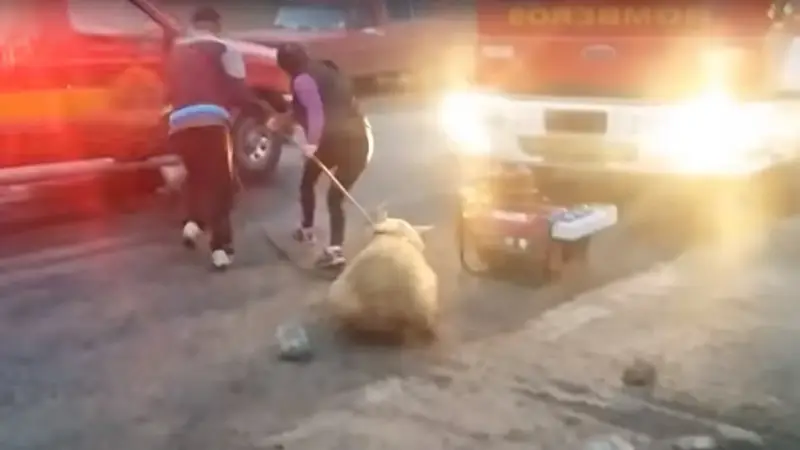 En plena baja del consumo de carne, vecinos platenses saquearon un camión de cerdos