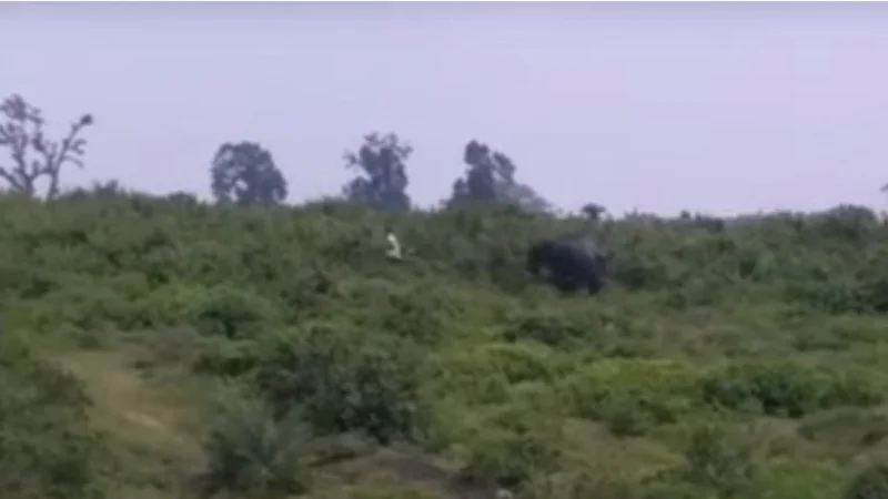 Un hombre intentó sacarse una selfie con un elefante y murió aplastado