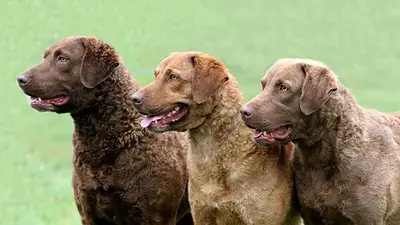 Insólito: el Gobierno hizo oficial la donación de cuatro perros con nombres de Star Wars Insólito: el Gobierno hizo oficial la donación de cuatro perros con nombres de Star Wars