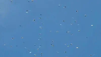 Lluvia de marihuana: un drone arroja cientos de bolsas de cannabis en Tel Aviv Lluvia de marihuana: un drone arroja cientos de bolsas de cannabis en Tel Aviv