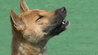 Reapareció una antigua raza de perros cantores que se creía extinguida Reapareció una antigua raza de perros cantores que se creía extinguida