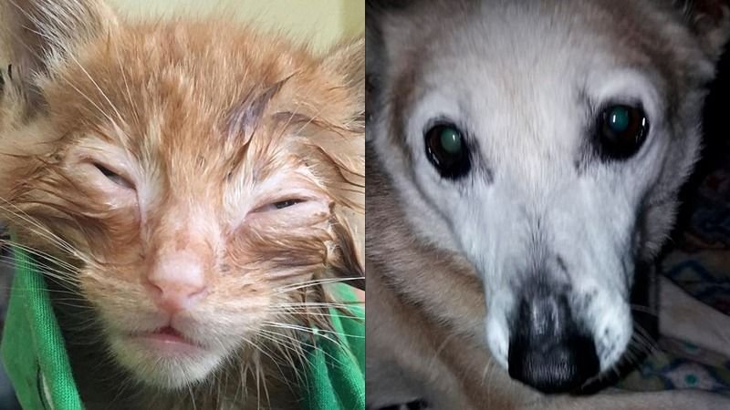 Los peligrosos efectos de la pirotecnia en mascotas: cómo evitarlos