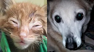 Los peligrosos efectos de la pirotecnia en mascotas: cómo evitarlos Los peligrosos efectos de la pirotecnia en mascotas: cómo evitarlos