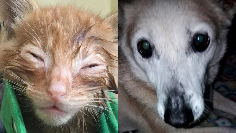 Los peligrosos efectos de la pirotecnia en mascotas: cómo evitarlos