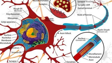 Qué es la mielitis transversa, trastorno que frenó la vacuna de Oxford