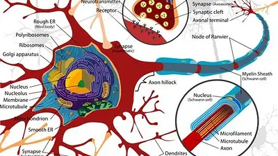 Qué es la mielitis transversa, trastorno que frenó la vacuna de Oxford Qué es la mielitis transversa, trastorno que frenó la vacuna de Oxford