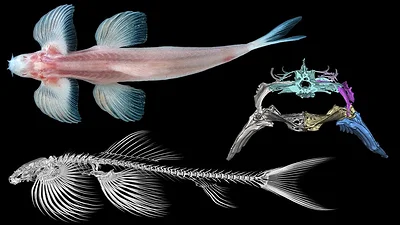 Un estudio descubre 11 especies de peces capaces de caminar Un estudio descubre 11 especies de peces capaces de caminar