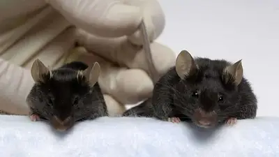 Un ratón hipermusculoso puede ayudarnos a viajar a otros planetas Un ratón hipermusculoso puede ayudarnos a viajar a otros planetas