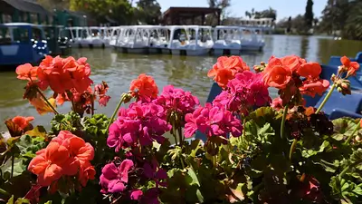 Día de la Primavera Día de la Primavera